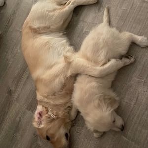 Meet your Posher, Gene